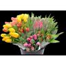 CUT TULIPS 1 EA