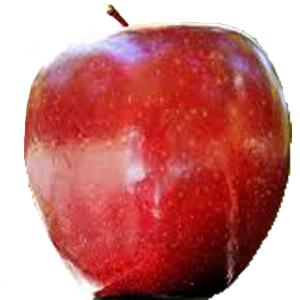 Ronzoni - Apple Regent Large