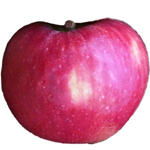 Fresh Produce - Apple Stayman Large