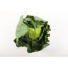 Fresh Produce - Cabbage Green