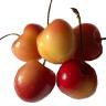 CHERRY RANIER
