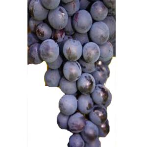 Fresh Produce - Grapes Concord