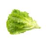 Fresh Produce - Lettuce Green Leaf Eastern