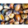 Littleneck Clams Live Wild Caught