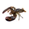 LOBSTER LIVE WHOLE WILD CAUGHT