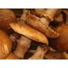 Fresh Produce - Mushroom Portabella