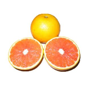 Produce - Oranges Cara Cara