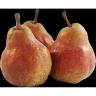 PEAR D ANJOU RED