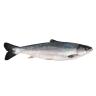 SALMON WHOLE FARM RAISED