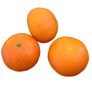 Florida - Tangerine Jamaican Tangor